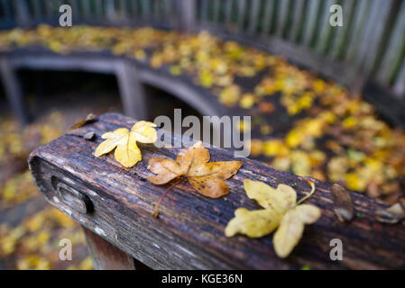 Drei farbenfrohe Nass gefallenen Blätter im Herbst auf einer Holzbank mit mehr Blätter auf dem gebogener Sitz in den Hintergrund gebracht Stockfoto