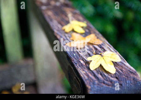 Drei farbenfrohe Nass gefallenen Blätter im Herbst auf dem Arm einer Holzbank platziert Stockfoto