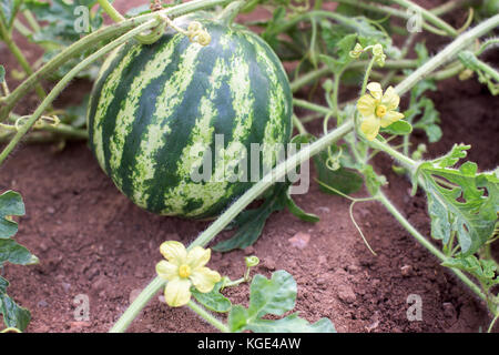 Teil der Wassermelone Anlage mit Früchten und Blüten Stockfoto