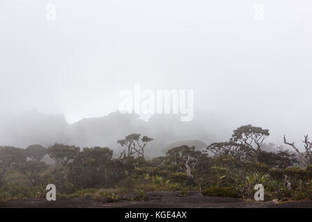 Trekking Mount Roraima Venezuela Südamerika Stockfoto