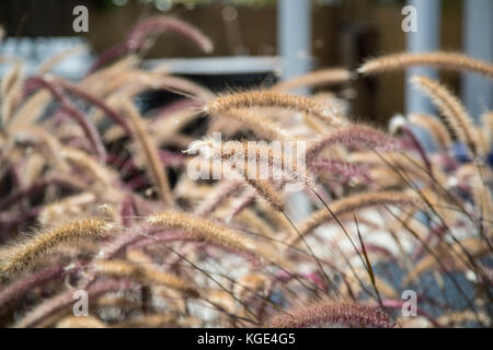 Pennisetum setaceum Rubrum, lila Brunnen Gras Stockfoto