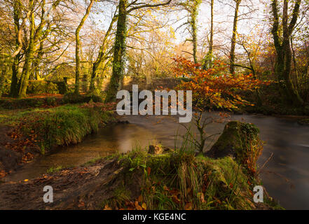 Herbst im Golitha Falls auf dem river Fowey im Osten Cornwall Stockfoto