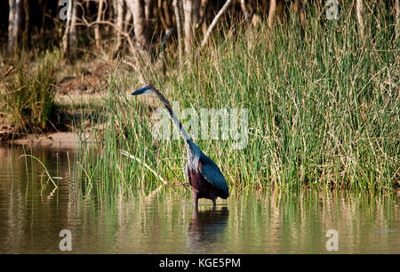 Einen Goliath Heron (ardea Goliath) Angeln in der St. Lucia Estuary, Südafrika. Stockfoto