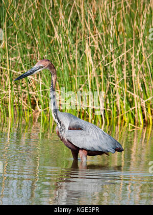 Einen Goliath Heron (ardea Goliath) Angeln in der St. Lucia Estuary, Südafrika. Stockfoto