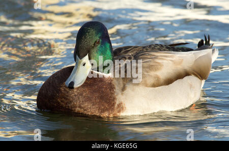 Nahaufnahme Bild einer Stockente auf dem Wasser Stockfoto