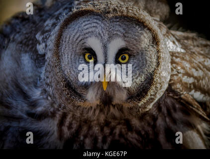 Die Augen haben Sie, wenn Sie sich an dieses Bild einer Eule suchen Stockfoto