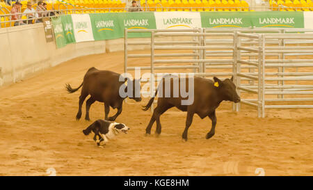 Rinder Hund Studien an einem Indoor Arena. Tamworth Australien. Stockfoto