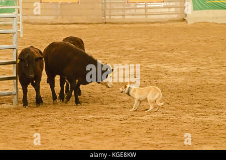 Rinder hund Studien an einem Indoor Arena. tamworth Australien. Stockfoto