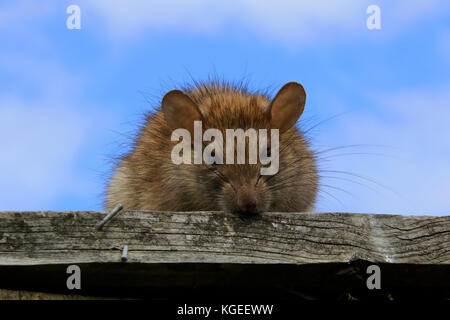 Eine australische Ratte auf einem Zaun. Stockfoto