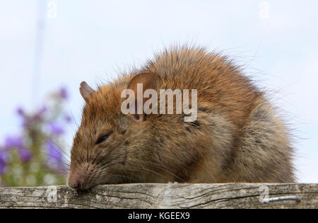 Eine australische Bush Ratte auf einem Zaun Stockfoto