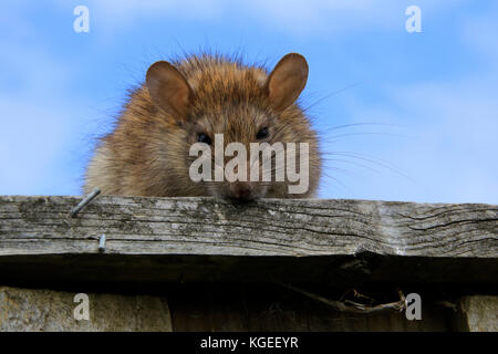 Eine australische Bush Ratte auf einem Zaun Stockfoto