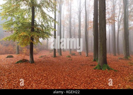 Buchenholz voderady - große Buche Wald mit seltenen Pflanzen- und Tierarten, Prag - East District, Mittelböhmische Region, Tschechische Republik Stockfoto