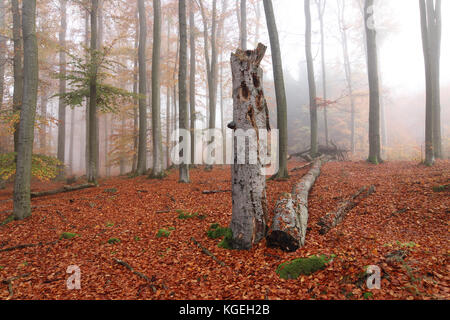 Buchenholz voderady - große Buche Wald mit seltenen Pflanzen- und Tierarten, Prag - East District, Mittelböhmische Region, Tschechische Republik Stockfoto