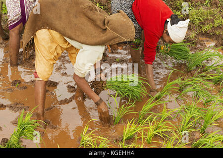 Indische Frauen pflanzen Reis Setzlinge in der Nähe von varandhaghat, Pune, Maharashtra Stockfoto