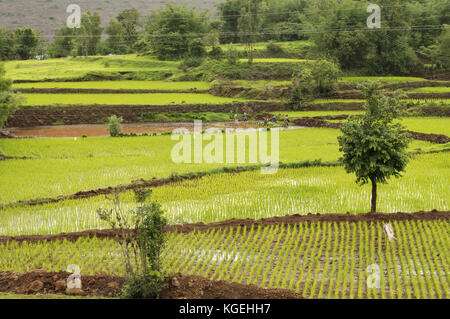 Blick auf Reis Farmen in der Nähe von bhambatmal Dam, Pune, Maharashtra Stockfoto