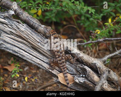 Spinne, Spinnennetz, Krokodil Echse, Falllaub, Kreidefelsen, und ein sehr c Stockfoto