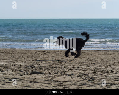 Schwarze Pudel Hund läuft auf den Strand so schnell, dass es scheint, zu fliegen Stockfoto