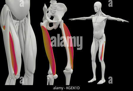 3D-Rendering medizinisch genaue Muskel Abbildung des M. vastus lateralis Stockfoto