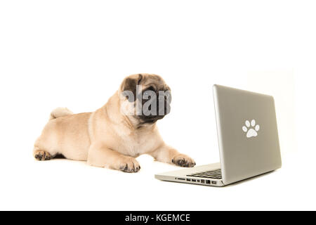 Junge mops Hund liegend auf dem Boden zu einem labtop auf weißem Hintergrund suchen Stockfoto