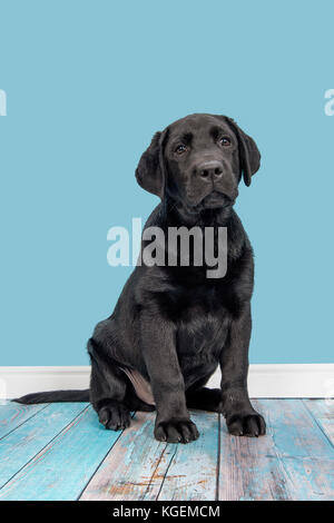 Junge Erwachsene schwarzer Labrador Retriever auf einem blauen Wohnzimmer Hintergrund Stockfoto