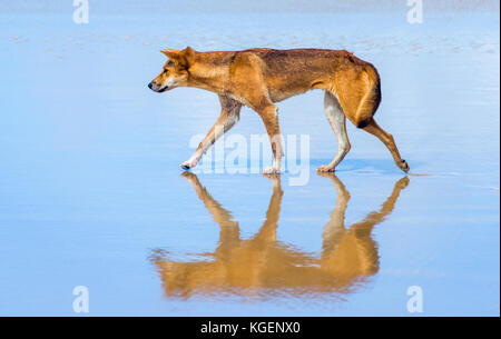 Dingo am 75 Mile Beach, Fraser Island, Queensland, Australien. Stockfoto