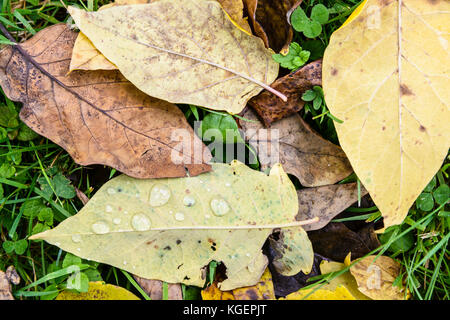 Trockene Blätter auf dem Boden. Blick von oben der braunen und gelben Blätter mit Wassertropfen auf dem Rasen im Herbst Jahreszeit liegen. Stockfoto