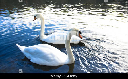 Zwei Schwäne auf einem See Stockfoto