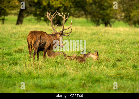 Herbst rot Hirschbrunft. Bildsequenz, die Szenen um männlichen Hirsch und Frau Hind ist mit Jungen in Ruhe und kämpfte während der jährlichen Herbst Furche. Stockfoto