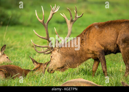 Herbst rot Hirschbrunft. Bildsequenz, die Szenen um männlichen Hirsch und Frau Hind ist mit Jungen in Ruhe und kämpfte während der jährlichen Herbst Furche. Stockfoto