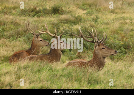 Red Deer (Cervus elaphus), Hirsche während der Brunft, England, Großbritannien Stockfoto