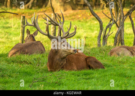 Herbst rot Hirschbrunft. Bildsequenz, die Szenen um männlichen Hirsch und Frau hind mit Jungen in Ruhe und kämpfte während der jährlichen Herbst Furche. Stockfoto