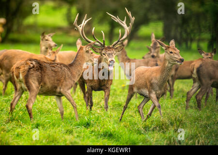 Herbst rot Hirschbrunft. Bildsequenz, die Szenen um männlichen Hirsch und Frau hind mit Jungen in Ruhe und kämpfte während der jährlichen Herbst Furche. Stockfoto