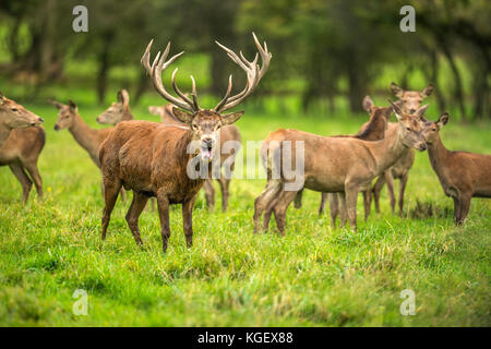 Herbst rot Hirschbrunft. Bildsequenz, die Szenen um männlichen Hirsch und Frau hind mit Jungen in Ruhe und kämpfte während der jährlichen Herbst Furche. Stockfoto