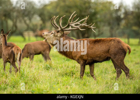 Herbst rot Hirschbrunft. Bildsequenz, die Szenen um männlichen Hirsch und Frau hind mit Jungen in Ruhe und kämpfte während der jährlichen Herbst Furche. Stockfoto