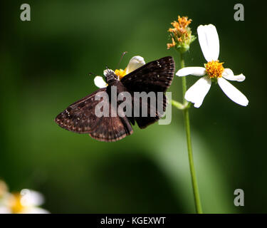 Von Horace duskywing Schmetterling pollinatimg Spanisch Nadeln Blüten auf einem warmen Frühling Nachmittag tosohatchee Wildlife Management Area, Florida, USA Stockfoto