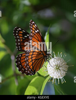 Viceroy Schmetterling Bestäubung eine Schaltfläche Bush Blume auf einem warmen Frühling Nachmittag, Old brick road Scenic Highway, flagler County, Florida, USA Stockfoto