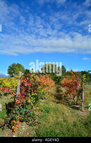 Herbstliche Reihen der Weinreben im späten Oktober im Nordosten der italienischen Region Friaul - Julisch Venetien. Stockfoto