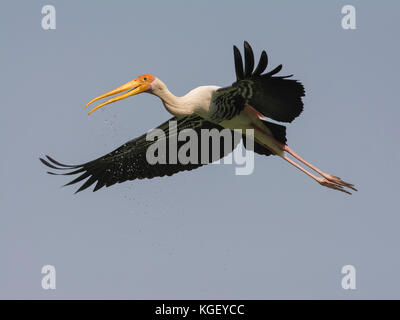 Gemalter Storch (Mycteria leucocephala) mit Wasser für seine Küken bei einem Nest in der Nähe eines Feuchtgebiets in Gujarat, Indien Stockfoto