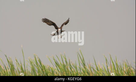 Weibliche eurasische Marsh-Harrier (Circus aeruginosus), die in Gujarat, Indien, über einem Sumpf Nahrungssuche Stockfoto