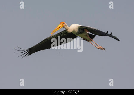 Gemalter Storch (Mycteria leucocephala) mit Wasser für seine Küken bei einem Nest in der Nähe eines Feuchtgebiets in Gujarat, Indien Stockfoto