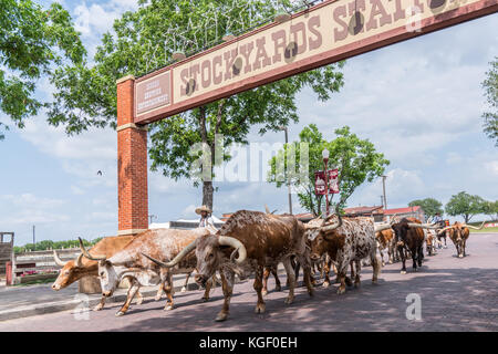 Fort Worth, TX - 11. Mai: longhorn Almabtrieb im stockyards von Fort Worth, Texas am 11. Mai 2017. Stockfoto