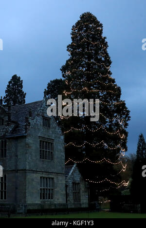 Am Wakehurst Place in Ardingly, West Sussex, werden Weihnachtslichter auf Großbritanniens höchstem lebenden Weihnachtsbaum, einem 110 Meter großen Mammutbaum, beleuchtet. Der etwa 124 Jahre alte Baum wird mit 1,800 weißen Lichtern geschmückt. Stockfoto