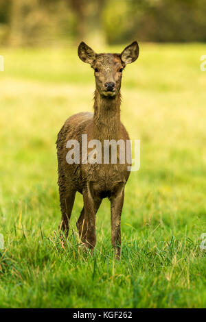 Herbst rot Hirschbrunft. Bildsequenz, die Szenen um männlichen Hirsch und Frau Hind ist mit Jungen in Ruhe und kämpfte während der jährlichen Herbst Furche. Stockfoto