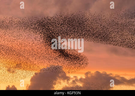 Stare über Burscough, Merseyside, Großbritannien Wetter 7. November 2017. Starling Murmeln über Tarleton. Spektakuläre Wolken bei Sonnenuntergang, wenn sich Tausende von Staren über Martin sammeln, nur als das beginnende kältere Wetter, und frühe Nächte lösen diesen Herbst und Winter-Gruppierungen aus. Das Geräusch, das sie machen, wird als Murren oder Geschwätz beschrieben, ist aber ziemlich intensiv und wird als Teil einer Art Kommunikation gedacht. Die Wechselwirkung zwischen den riesigen Zahlen ist erstaunlich und wird angenommen, dass sie nach dem einzigen Prinzip der Aufrechterhaltung einer definierten Entfernung zum nächsten Vogel gebildet werden. Stockfoto