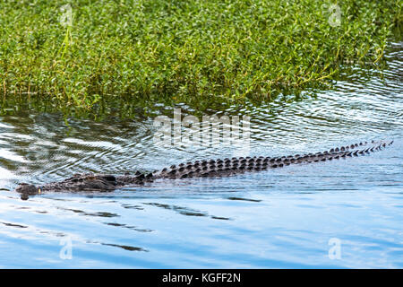 Salzwasser Krokodil waten durch gelbes Wasser Feuchtgebiete und Billabong, Kakadu National Park, Northern Territory, Australien. Stockfoto