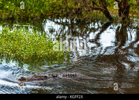 Salzwasser Krokodil waten durch gelbes Wasser Feuchtgebiete und Billabong, Kakadu National Park, Northern Territory, Australien. Stockfoto