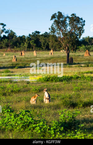 Wallabys im Acker in der Nähe von Kakadu-Nationalpark, Northern Territory, Australien. Stockfoto