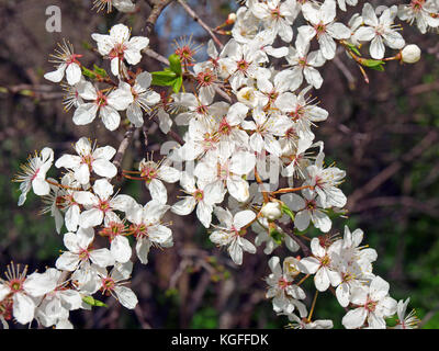 Weiß Pflaume Blüten auf Feder geschlossen bis Stockfoto