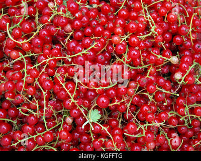 Reife rote Johannisbeeren Nahaufnahme als Hintergrund. Stockfoto