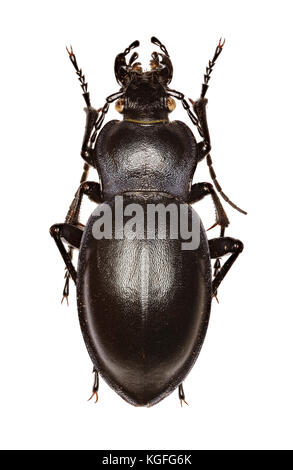 Glatte Masse Käfer auf weißem Hintergrund - Carabus glabratus (paykull, 1790). Stockfoto